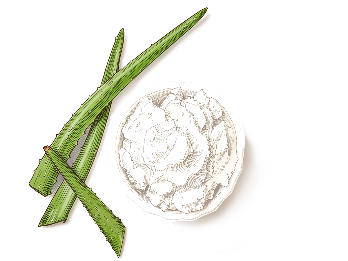 Aloe vera leaves and a bowl of Aloe butter on a white background