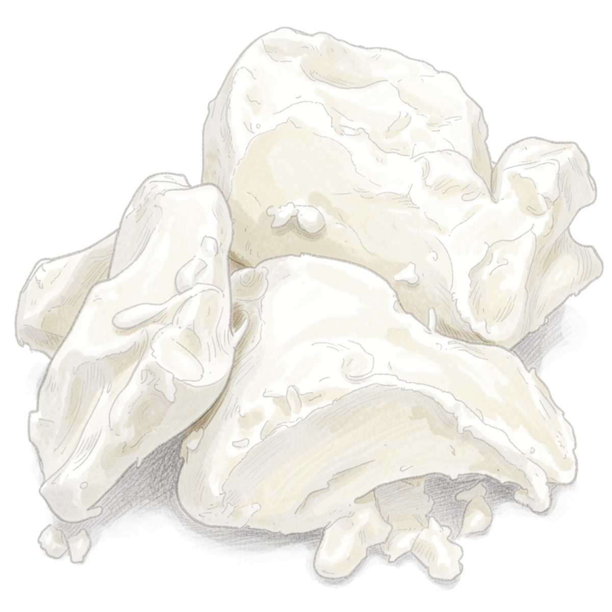 botanical sketch of Murumuru butter